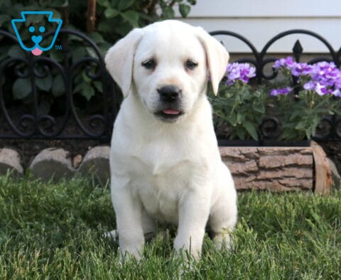 Baby Eng Cream Lab