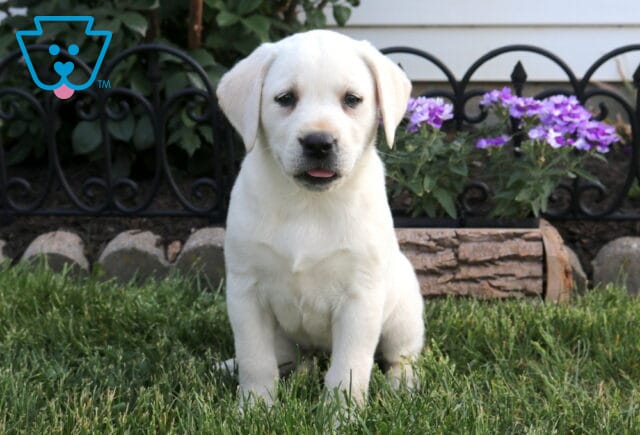 Baby Eng Cream Lab image