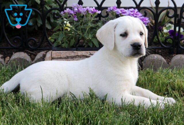 Baby Eng Cream Lab2 image