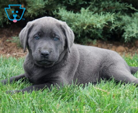 Baby Lab
