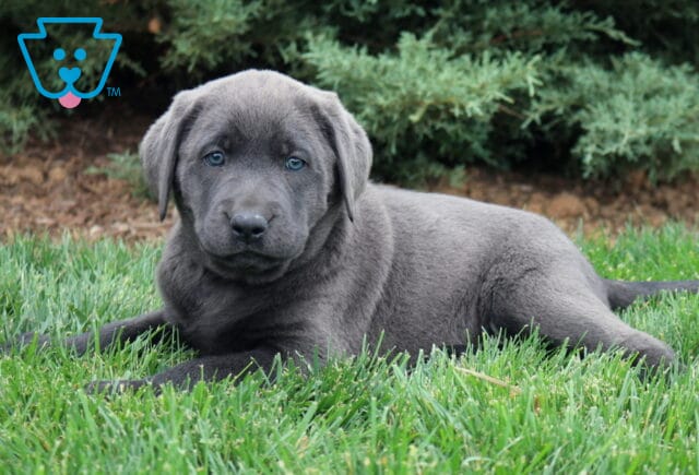 Baby Lab image