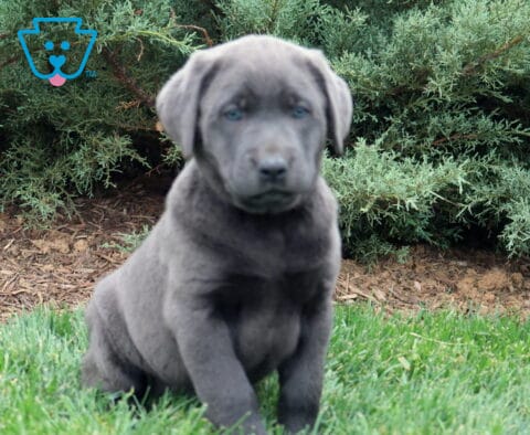 Charcoal Lab puppy sitting in green grass with a smoky gray coat, floppy ears, and soft blue eyes in an outdoor garden setting