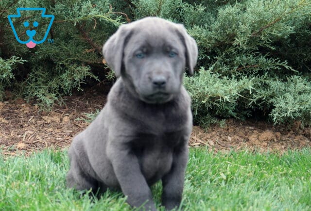 Baby Lab2 image