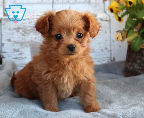 Baby Toy Labradoodle