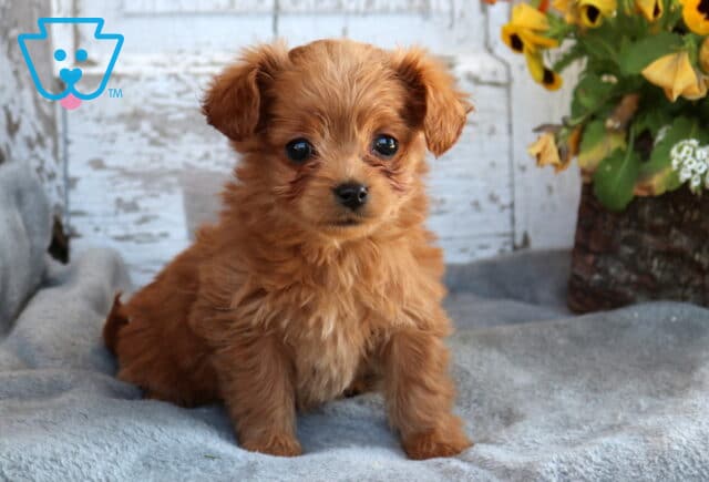 Baby Toy Labradoodle image