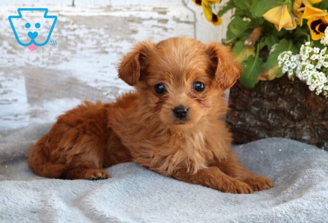 Baby Toy Labradoodle2 image