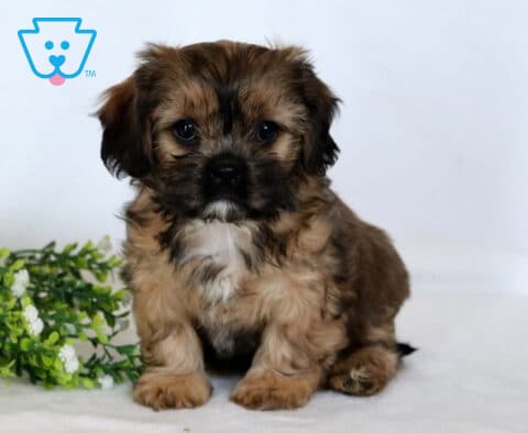 Babycakes Cava Tzu