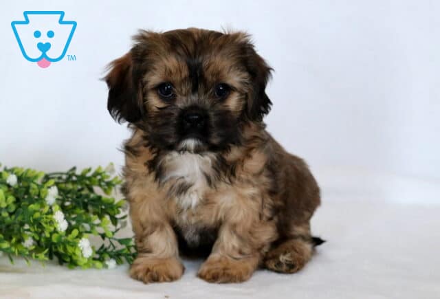 Babycakes Cava Tzu image
