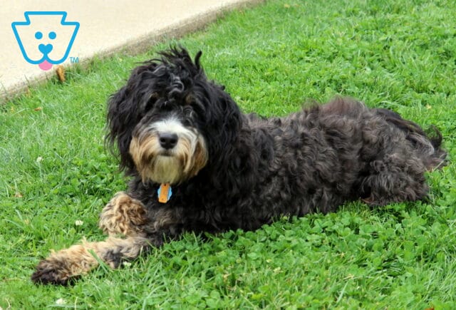 Bailey Mini Bernedoodel Arlene Zimmerman image