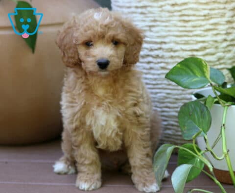 Bailey Mini Goldendoodle