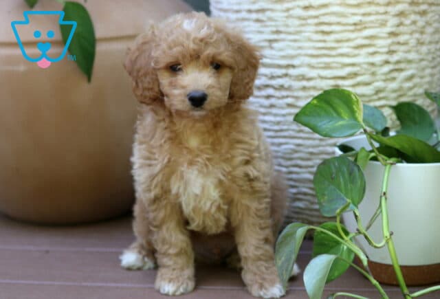 Bailey Mini Goldendoodle image