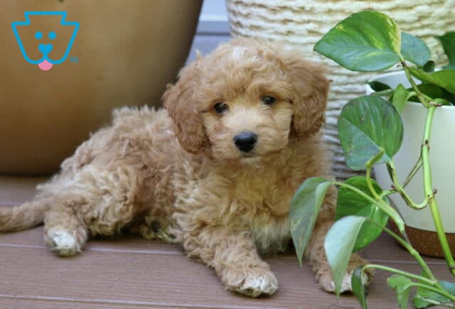 Bailey Mini Goldendoodle2 image