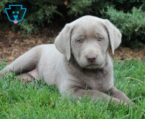 Bayee Lab