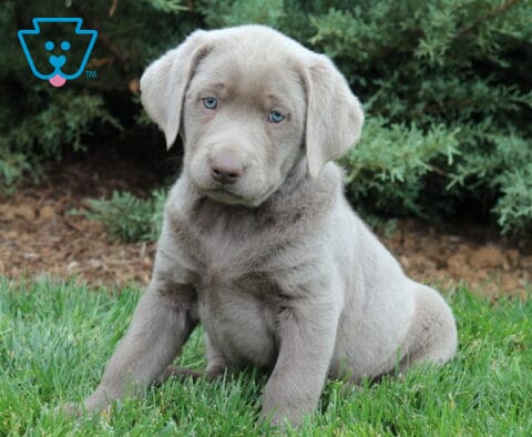 Silver Lab puppy sitting attentively in the grass with a light gray coat, floppy ears, and pale blue eyes by evergreen shrubs