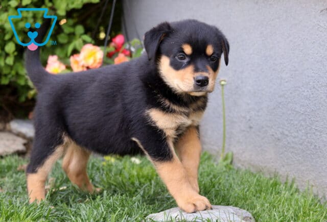 Bayla Rottie Mix image