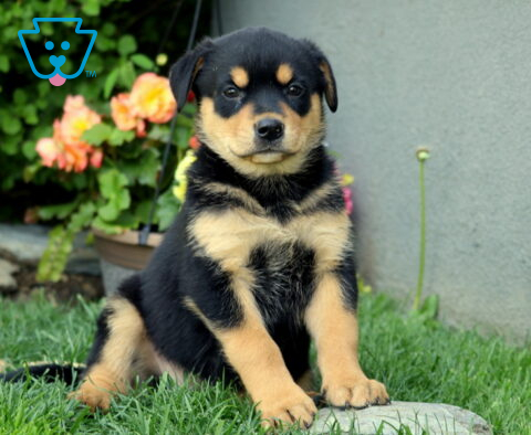 Bayla Rottie Mix2