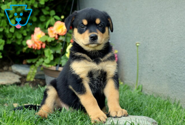 Bayla Rottie Mix2 image
