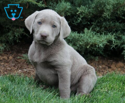 Silver Labrador Retriever puppy with a light gray coat and blue eyes sitting in fresh grass beside evergreen shrubs outdoors