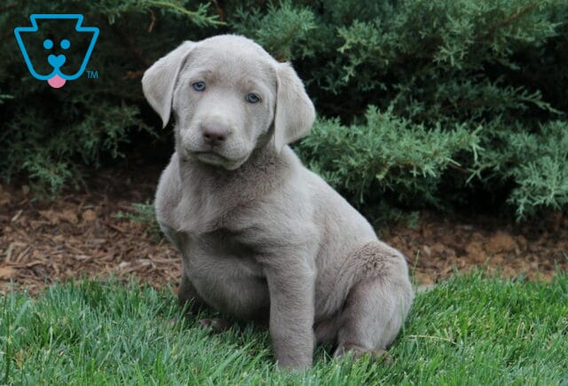 Beany Lab image