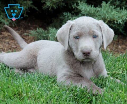 Beany Lab2