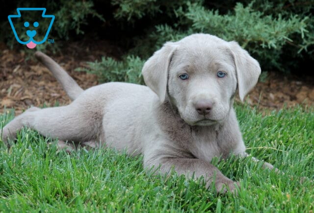 Beany Lab2 image