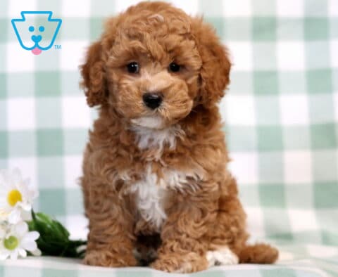 Bear Bichpoo