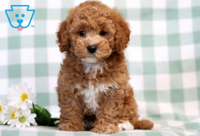 Bear Bichpoo image