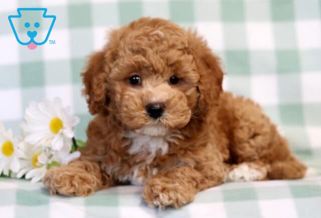 Bear Bichpoo2 image