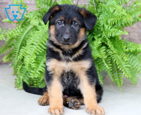 Bear German Shepherd