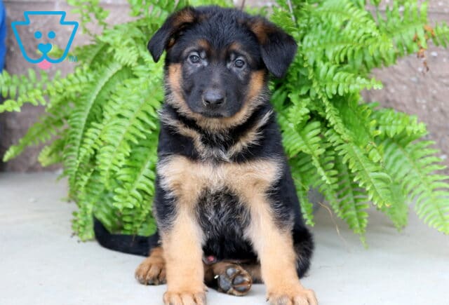 Bear German Shepherd image