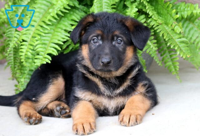 Bear German Shepherd2 image