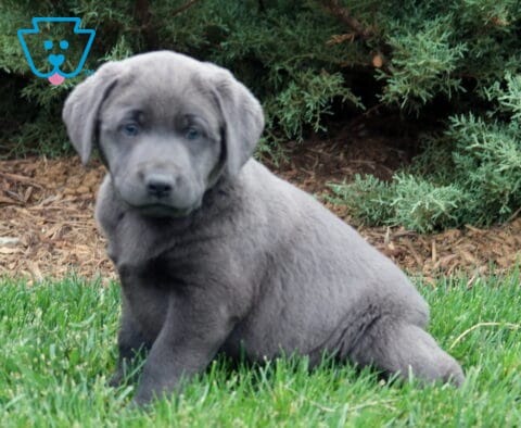 Charcoal Labrador Retriever puppy sitting in green grass with a soft gray coat and sweet attentive eyes