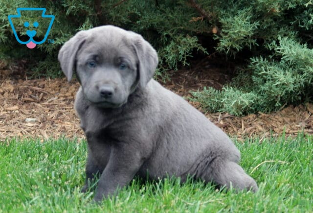 Bear Lab image