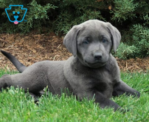 Bear Lab2
