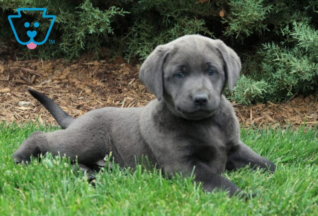 Bear Lab2 image