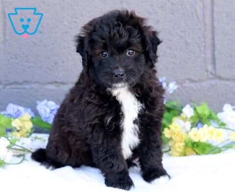 Bear Mini Aussiedoodle
