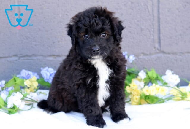 Bear Mini Aussiedoodle image
