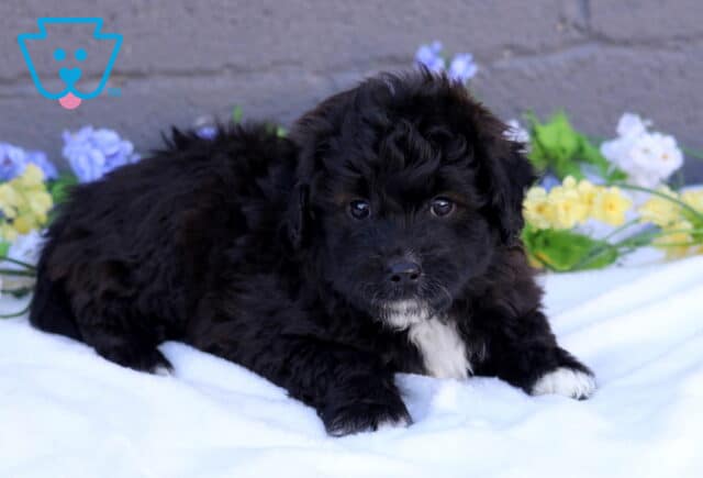 Bear Mini Aussiedoodle2 image