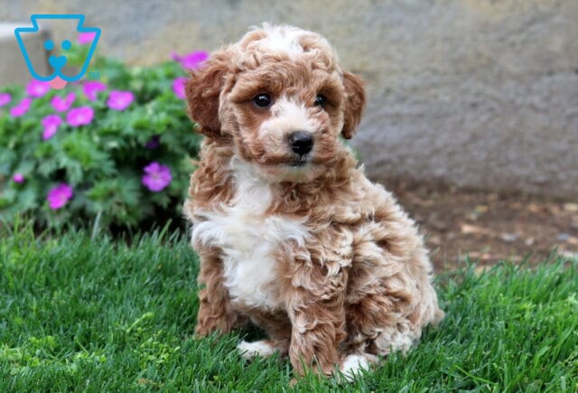 Bear Mini Goldendoodle image