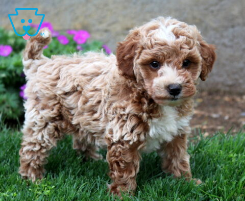 Bear Mini Goldendoodle2