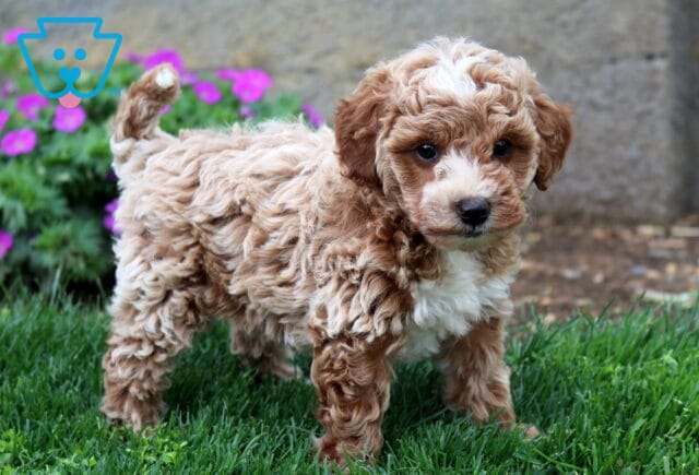 Bear Mini Goldendoodle2 image