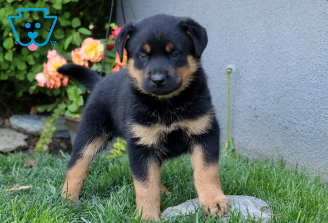 Bear Rottie Mix image