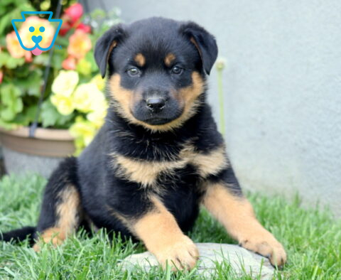 Bear Rottie Mix2