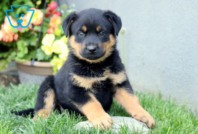 Bear Rottie Mix2 image