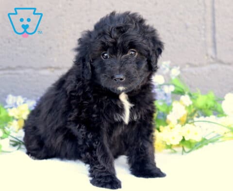 Black Mini Aussiedoodle puppy with curly coat and white chest patch sitting beside pastel flowers indoors