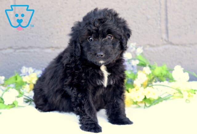 Becca Mini Aussiedoodle image