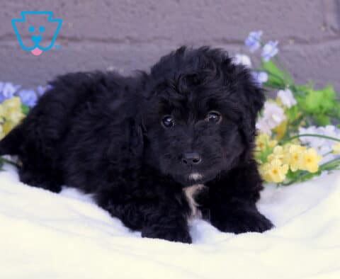 Becca Mini Aussiedoodle2