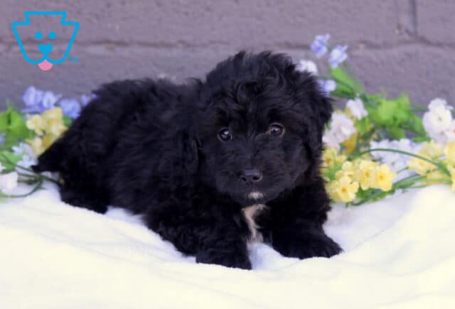 Becca Mini Aussiedoodle2 image