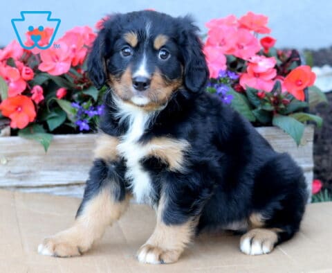 Becca Mini Bernese