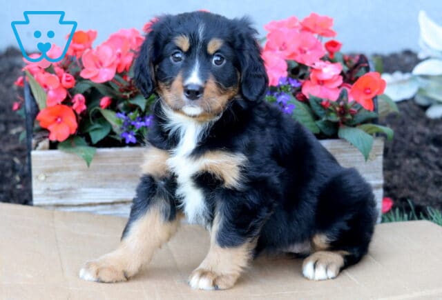 Becca Mini Bernese image